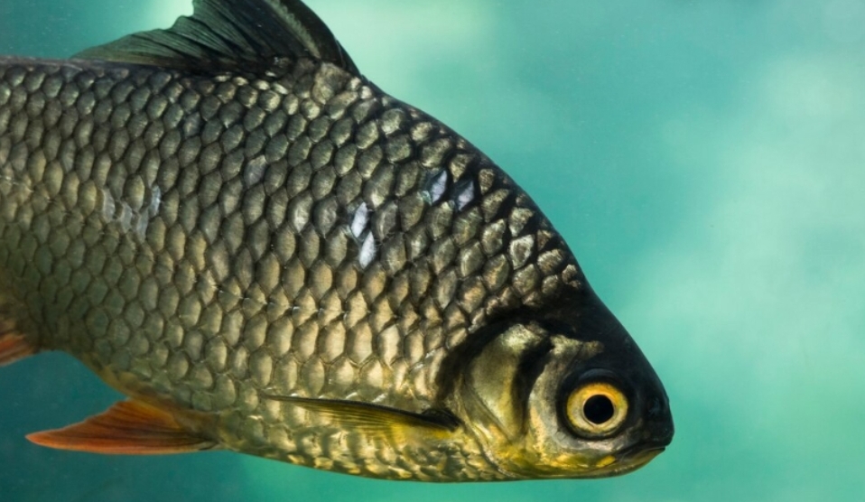 В Кузбассе будут реже взрывать лёд ради спокойствия карасей