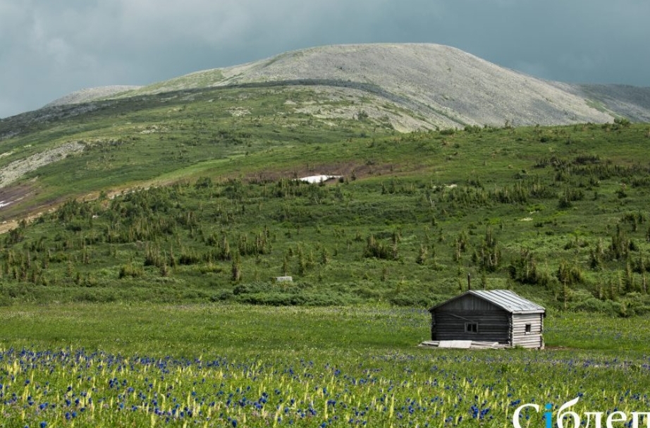 Пернатый музыкант поселился в кузбасском заповеднике