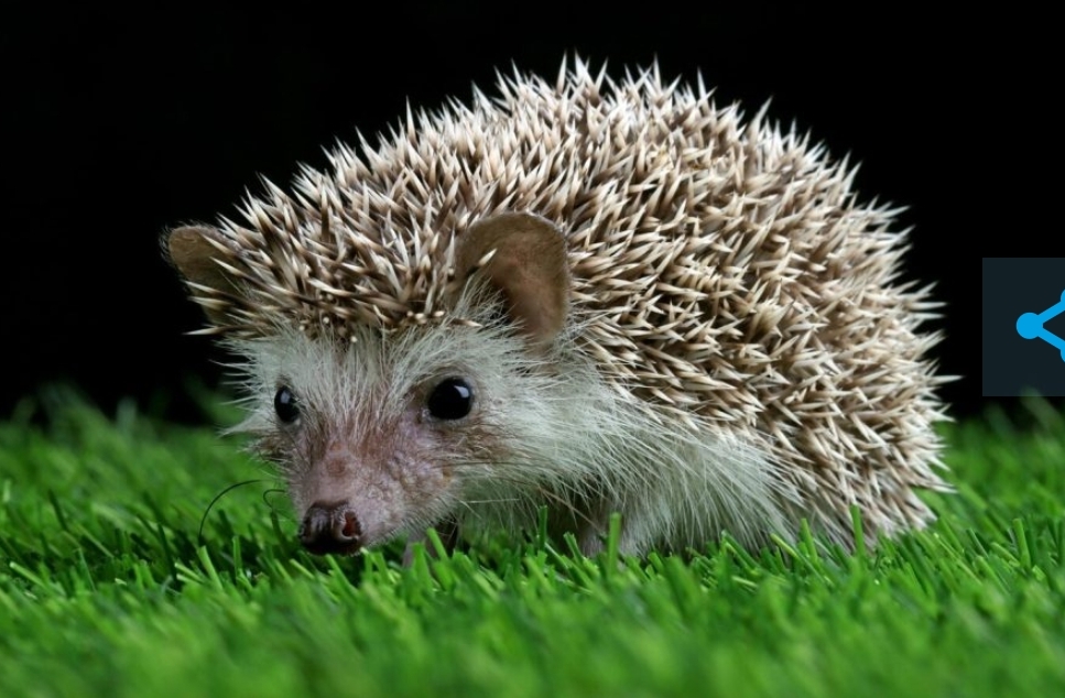 Сотни ёжиков осчастливили сотрудники кузбасского Росреестра