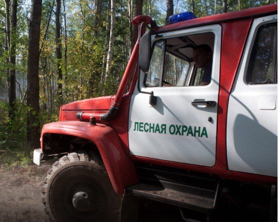 Уголовка за костёр : лесная охрана Кузбасса начала патрулировать леса в поисках любителей шашлыков