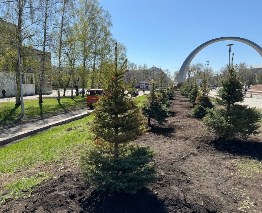На Бульваре Героев высадили  голубые ели на месте погибших от ужасного урагана деревьев