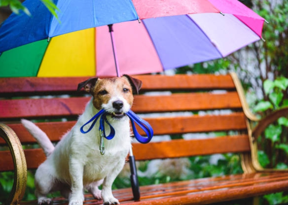 В КУЗБАССЕ НАЧАЛСЯ СЕЗОН ДОЖДЕЙ
