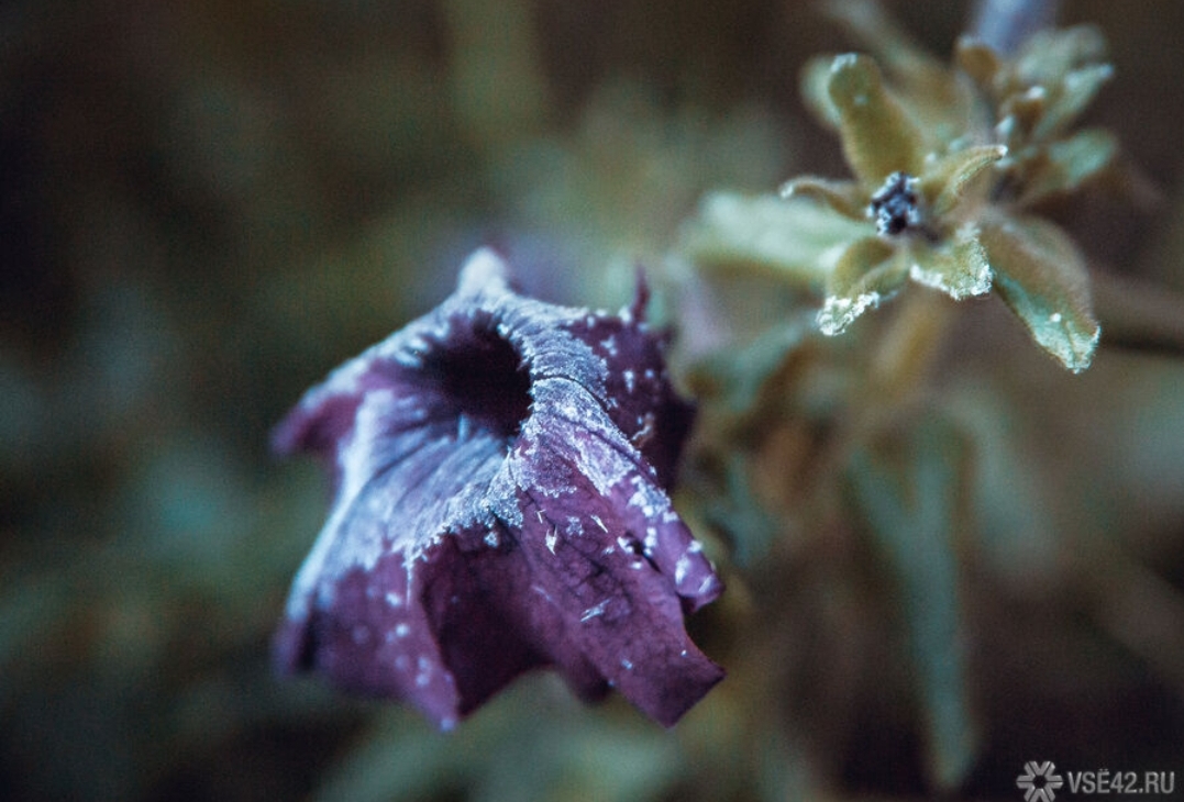 Заморозки до –5°С ударят по Кузбассу на неделе