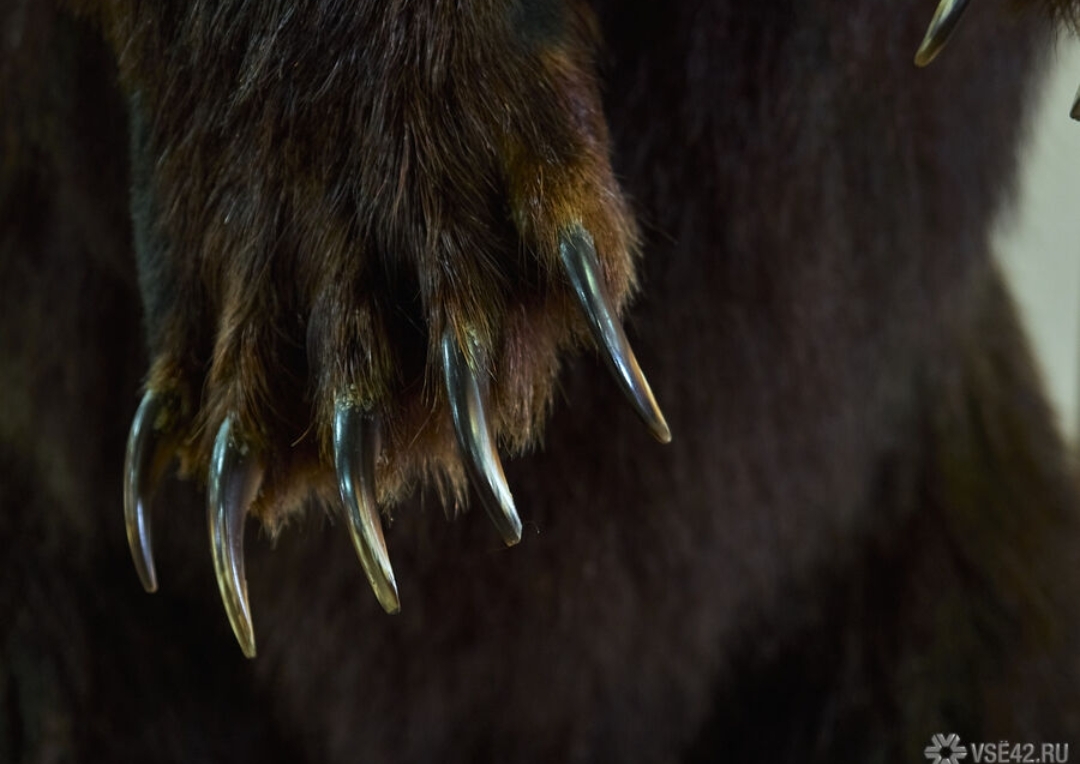 Крупный медведь загрыз домашний скот под Новокузнецком