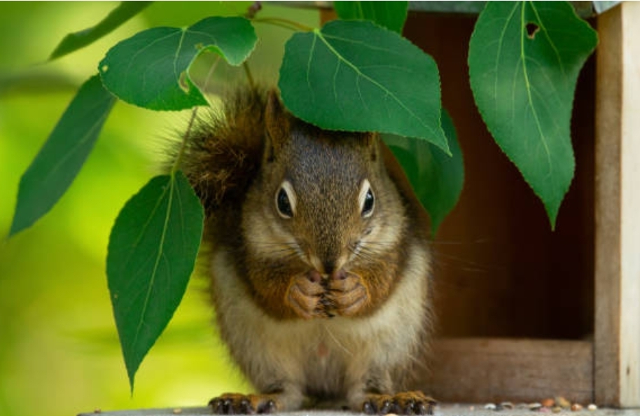Дожди и грозы сменят летний зной в Кузбассе