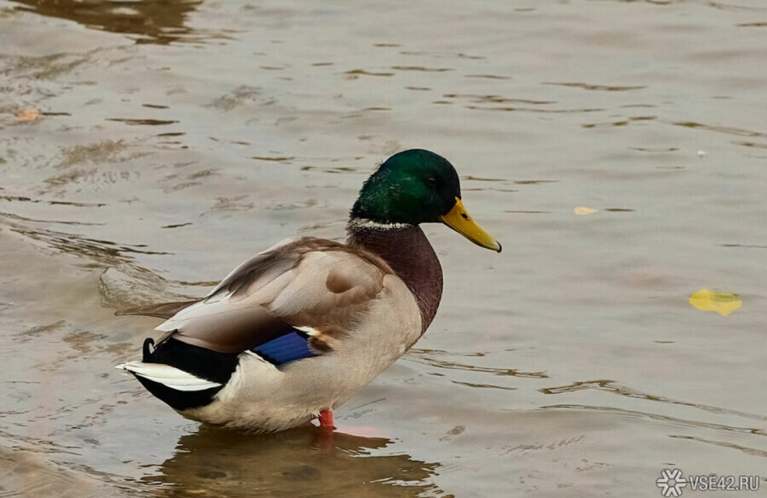 Сезон охоты на водоплавающую и полевую дичь откроется в Кузбассе 17 августа