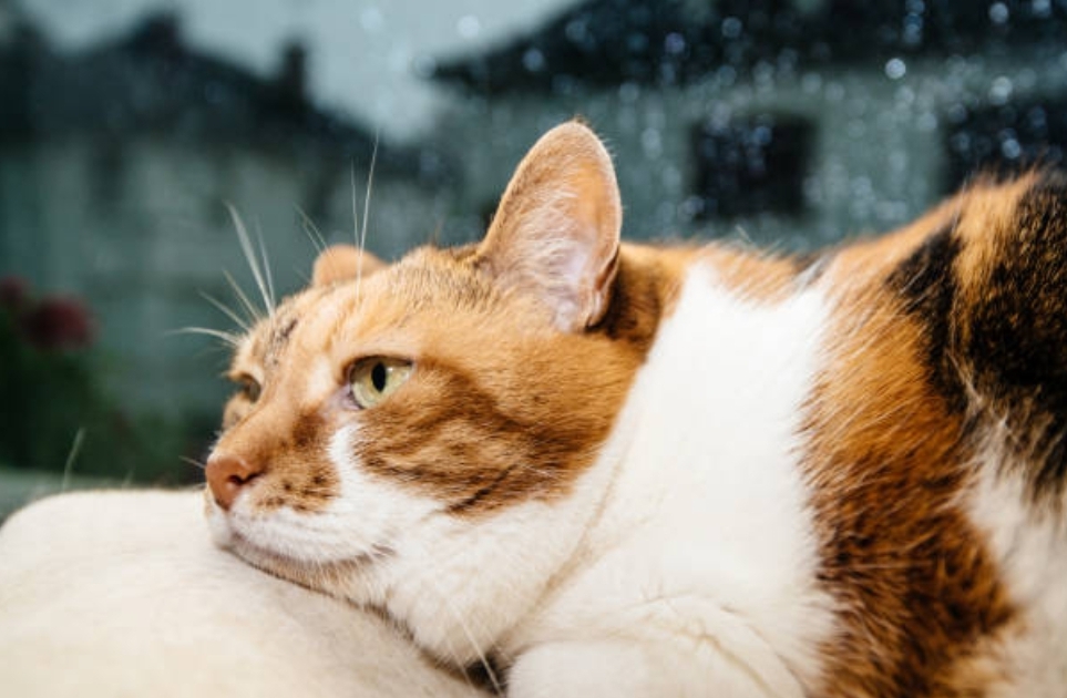 Доставайте лодки и резиновые сапоги: сильные дожди и грозы придут в Кузбасс