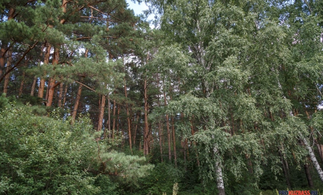 Кузбасские власти опровергли влияние вырубки лесов на выход животных к людям