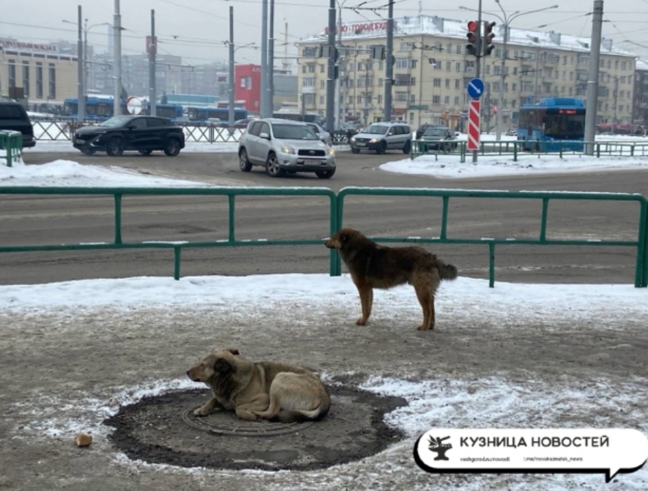 Администрация Новокузнецка не может найти подрядчиков для отлова собак
