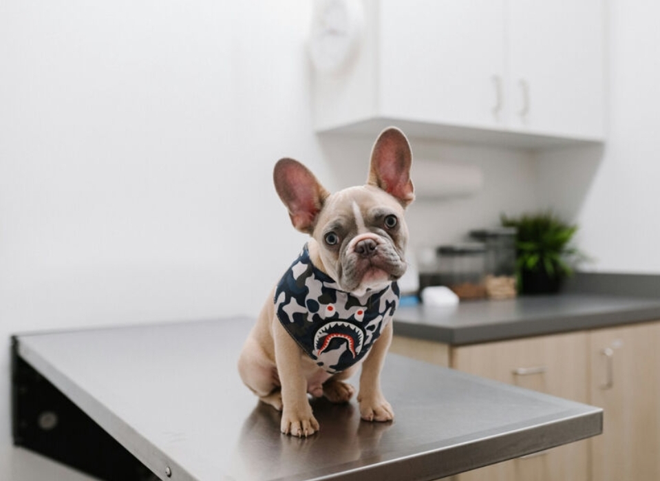 Десять кузбасских ветклиник превратятся в пять в ходе реорганизации