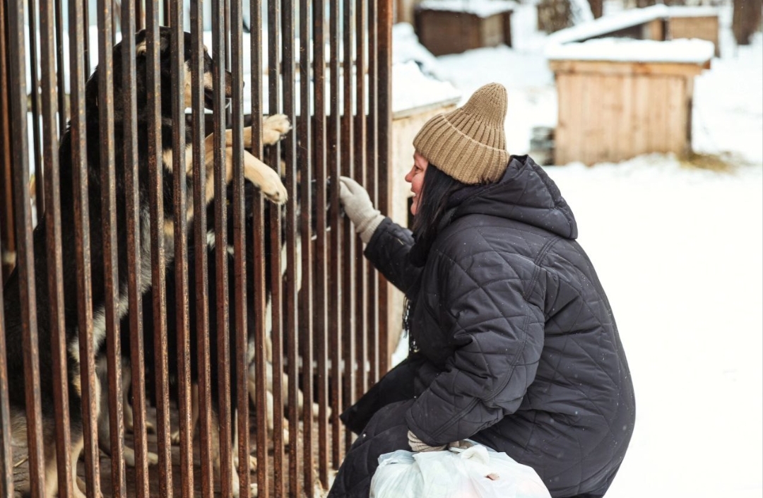 Кто виноват, что число бродячих животных растёт?!