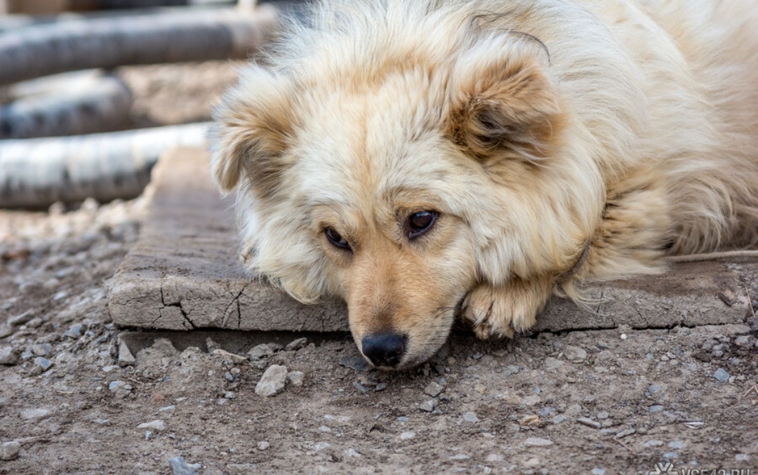 Власти рассказали о наказании за неправильный выгул собак в Кузбассе