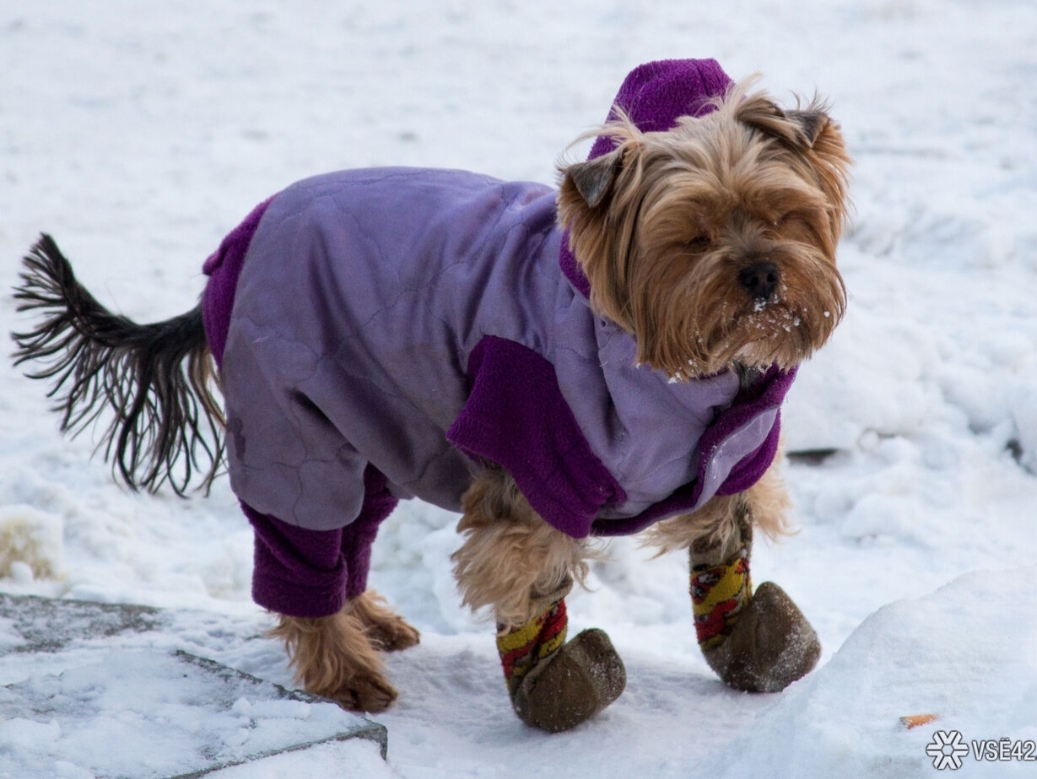Снег и похолодание до -26°C придут в Кузбасс на неделе
