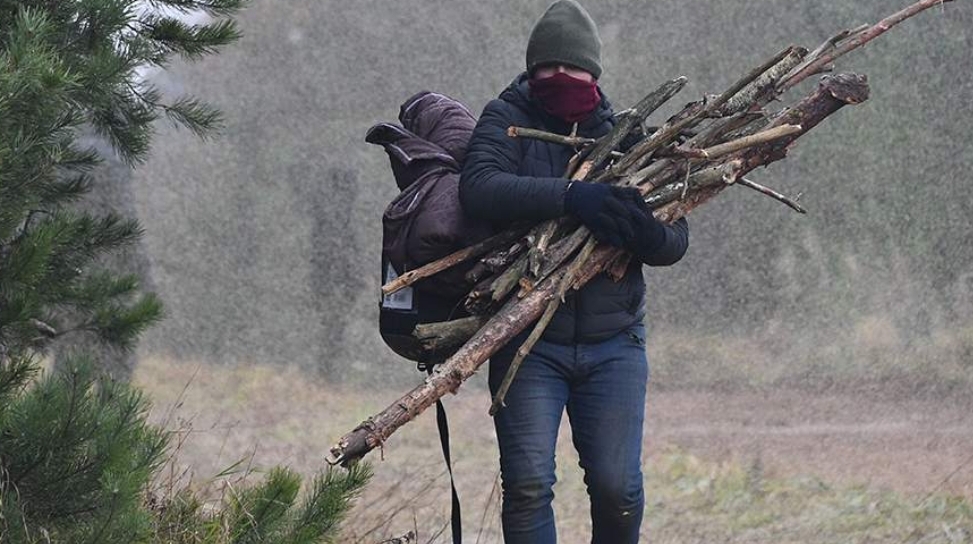 Юрист предупредил о штрафах за неправильный сбор дров в лесу