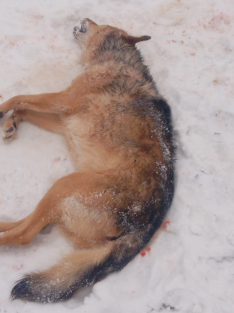 Листвяговцы продолжают жаловаться на агрессивных бездомных собак
