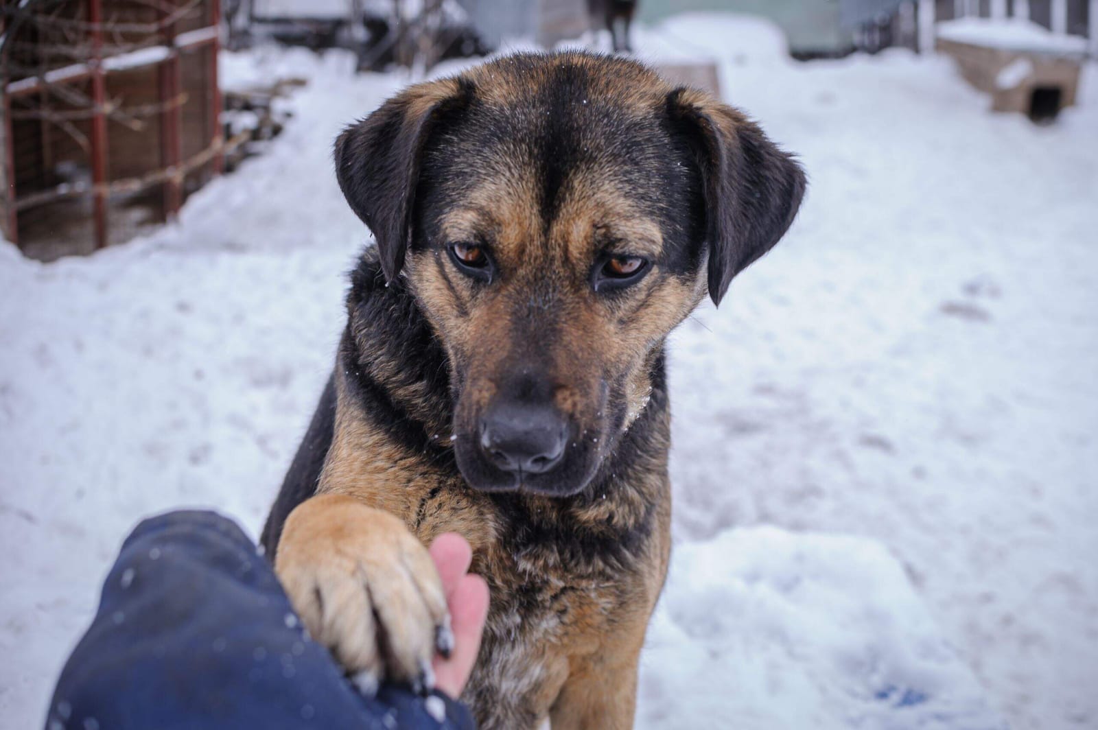 Поиграли в гуманизм и хватит?!