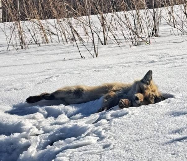 Собакам каннибалам не хватает только бешенства