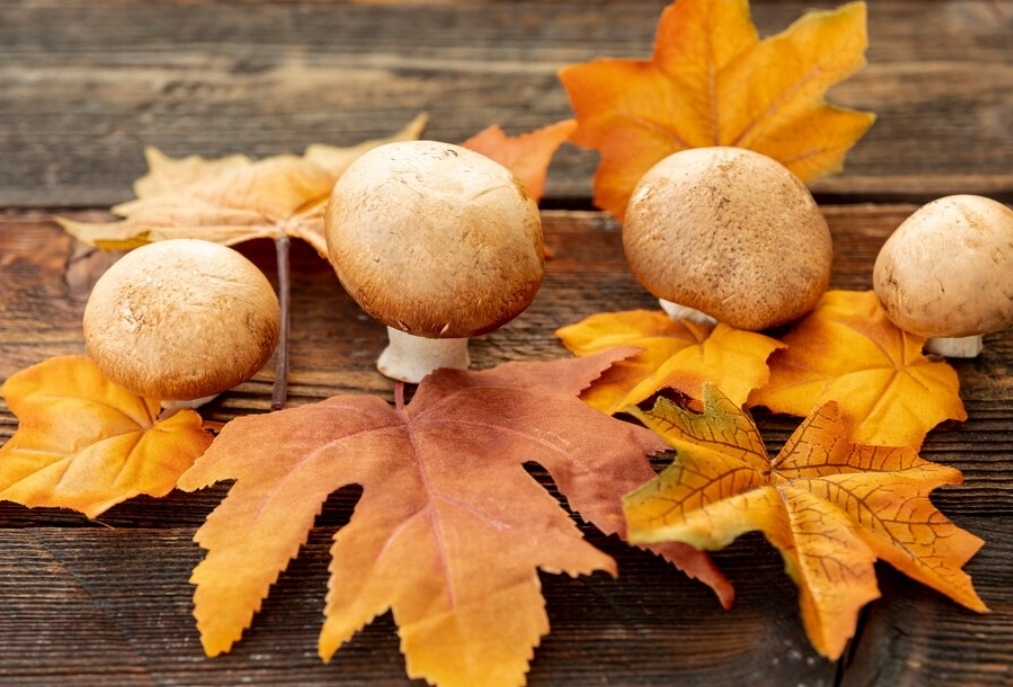 Россияне узнали, за сбор каких грибов можно получить штраф