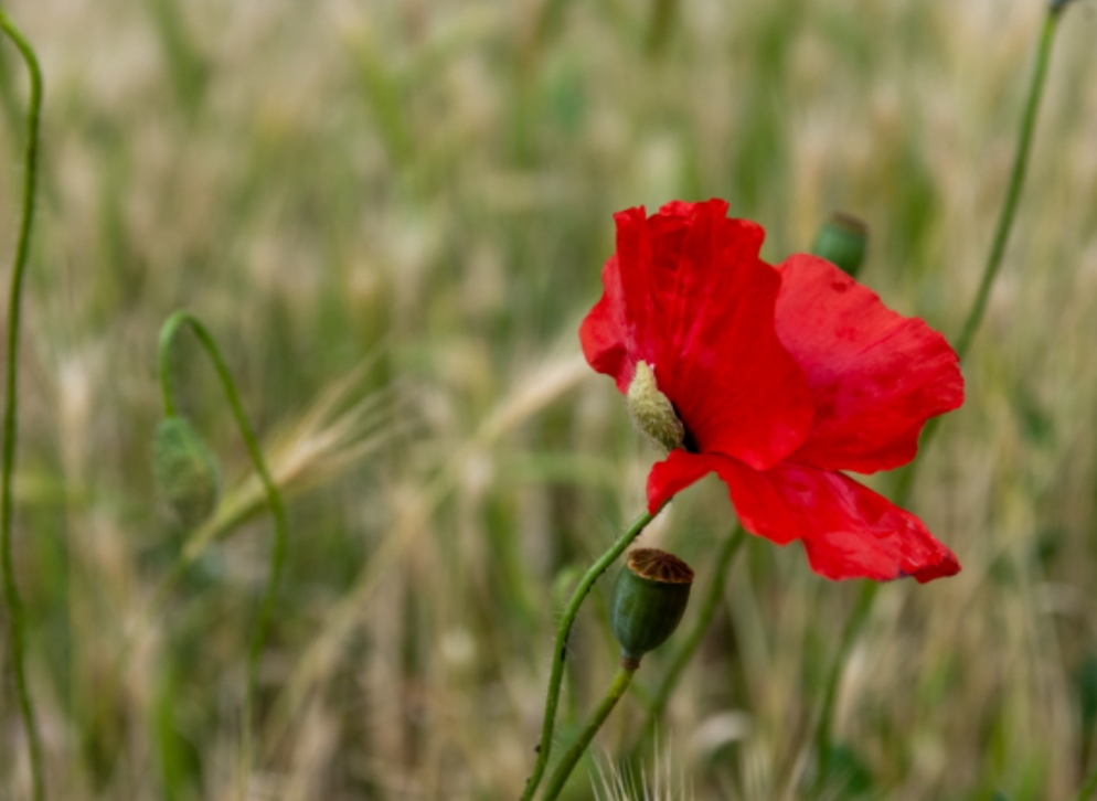За какие цветочки и грибочки на даче можно получить большой штраф
