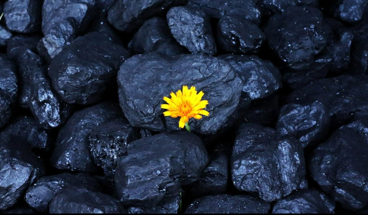 Угольные компании Кузбасса активно участвуют в озеленении региона. Еще активнее озеленение уничтожают