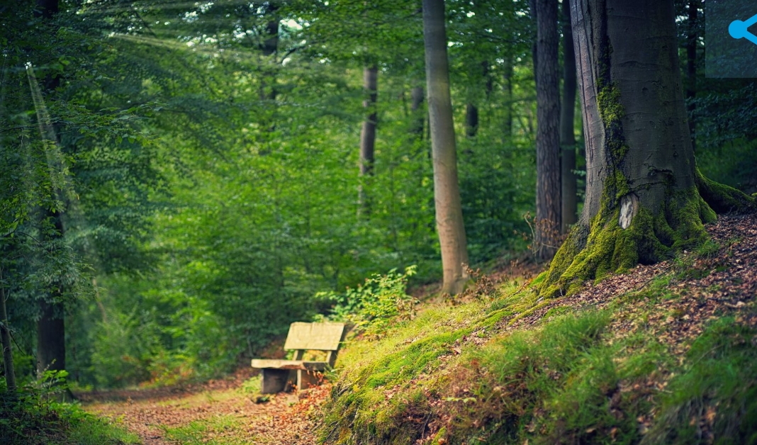 В лесах Кузбасса появились всеми желанные «красавчики»