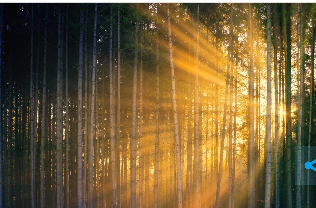 В лесах Кузбасса нашёлся деликатес, который не взять в магазине