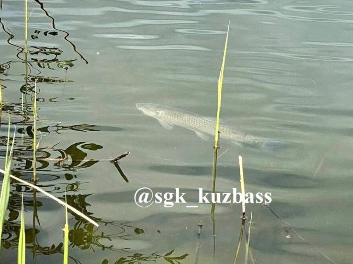 Более семи тонн рыб поселились в кузбасском водохранилище