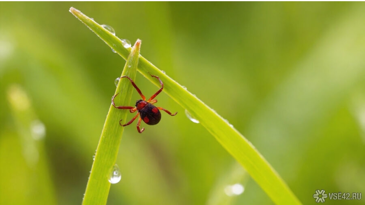 Кузбасс вошел в список регионов с наибольшими зафиксированными случаями укусов клещами