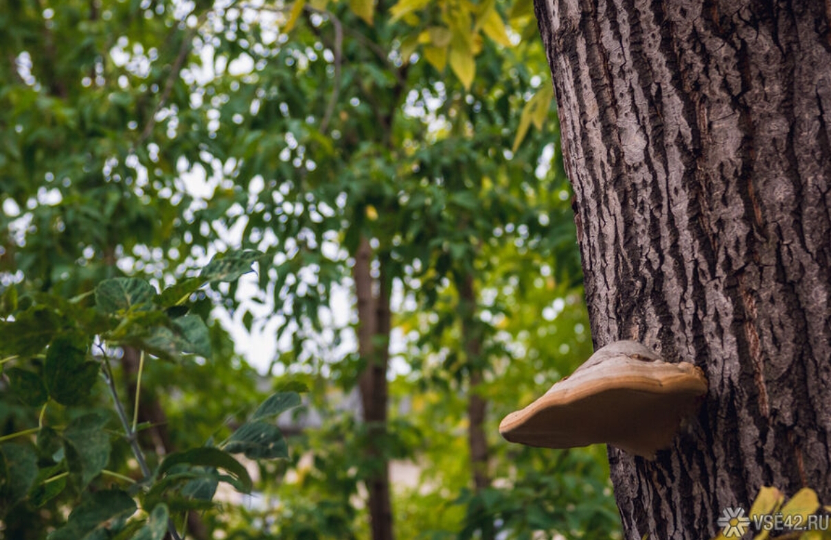 Стражи порядка дали кузбассовцам рекомендации на случай похода в лес