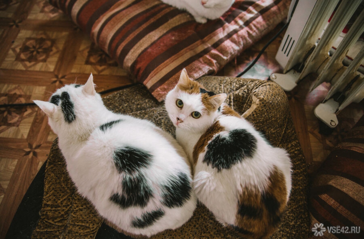 Почти 20 домашних животных отправились с хозяевами за границу с начала года