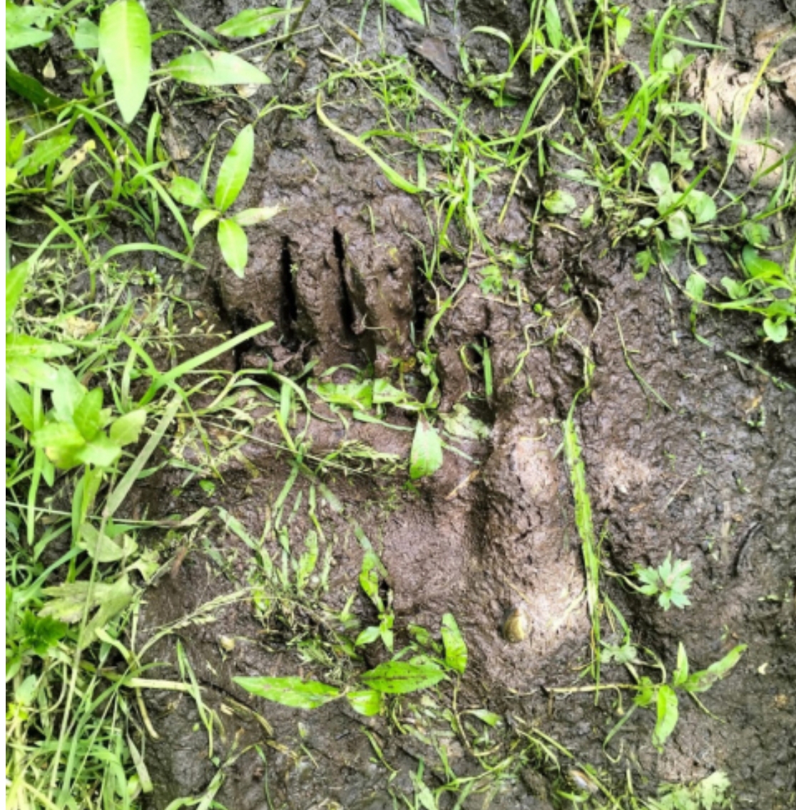 Медведи стали чаще выходить к людям в Кузбассе: как защитить себя