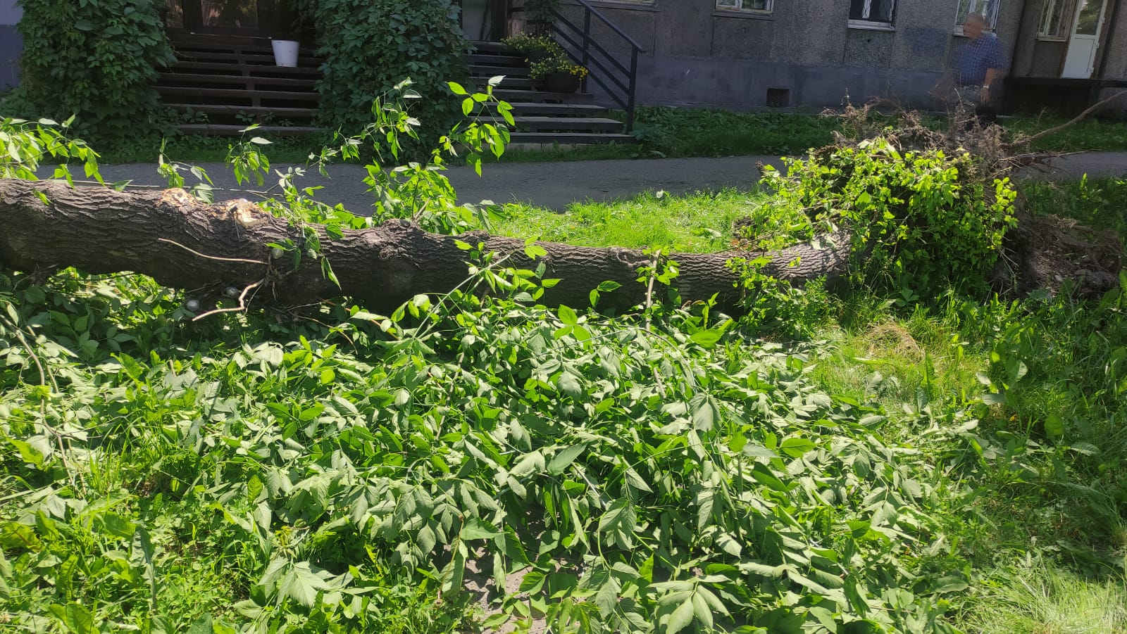 Что происходит с деревьями в Новокузнецке