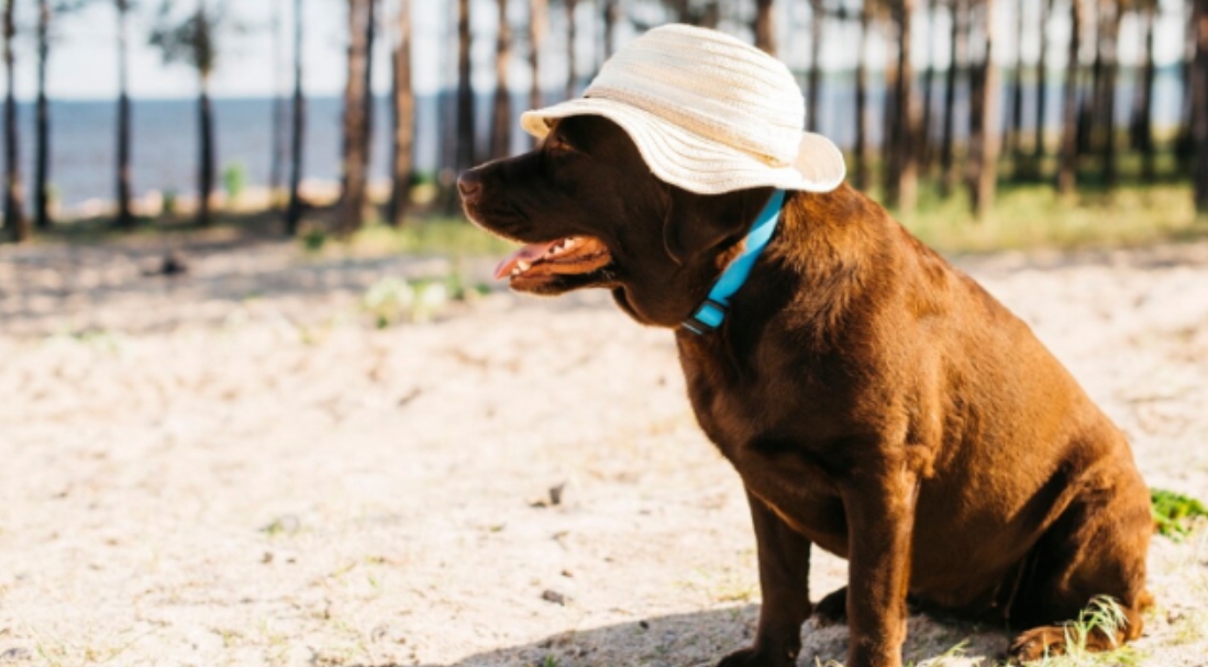 Новые правила выгула домашних животных