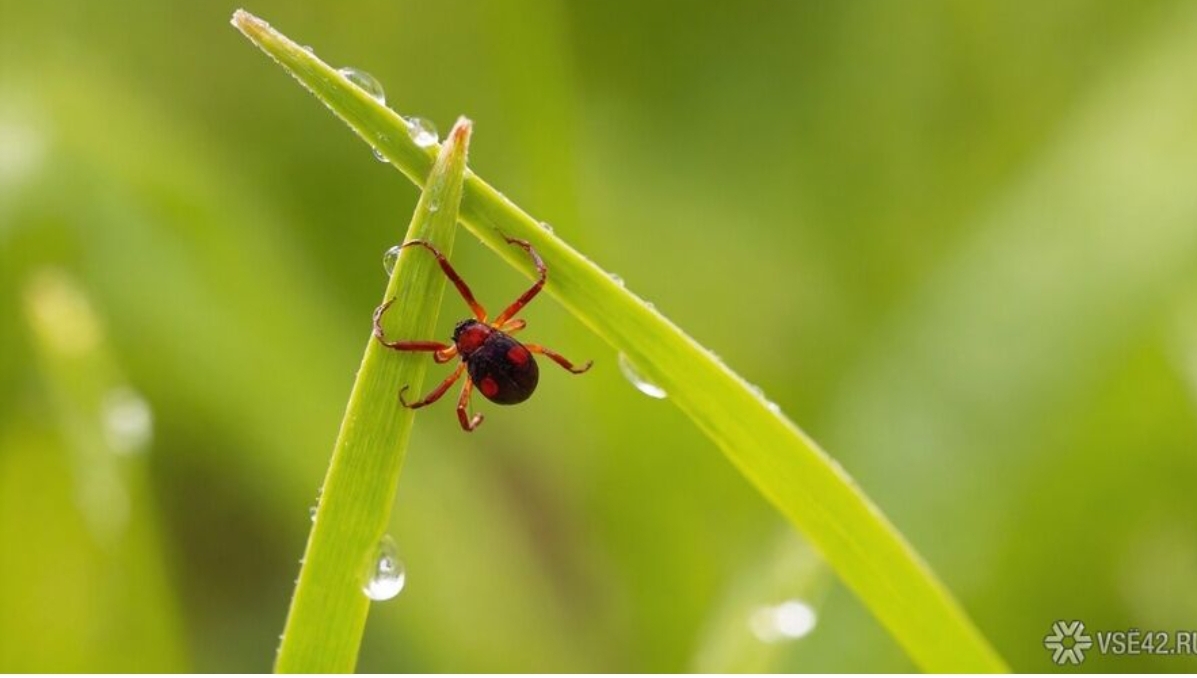 Кузбасский минздрав рассказал о любимых местах клещей на теле человека