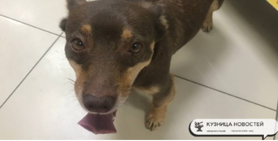 Домашние питомцы получат «номерные знаки»: В России готовят обязательную регистрацию животных