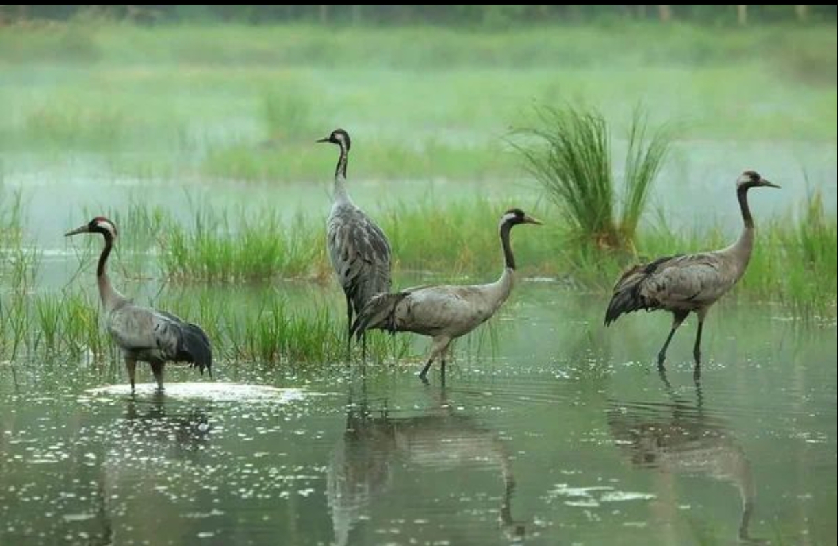 Сами будем охранять