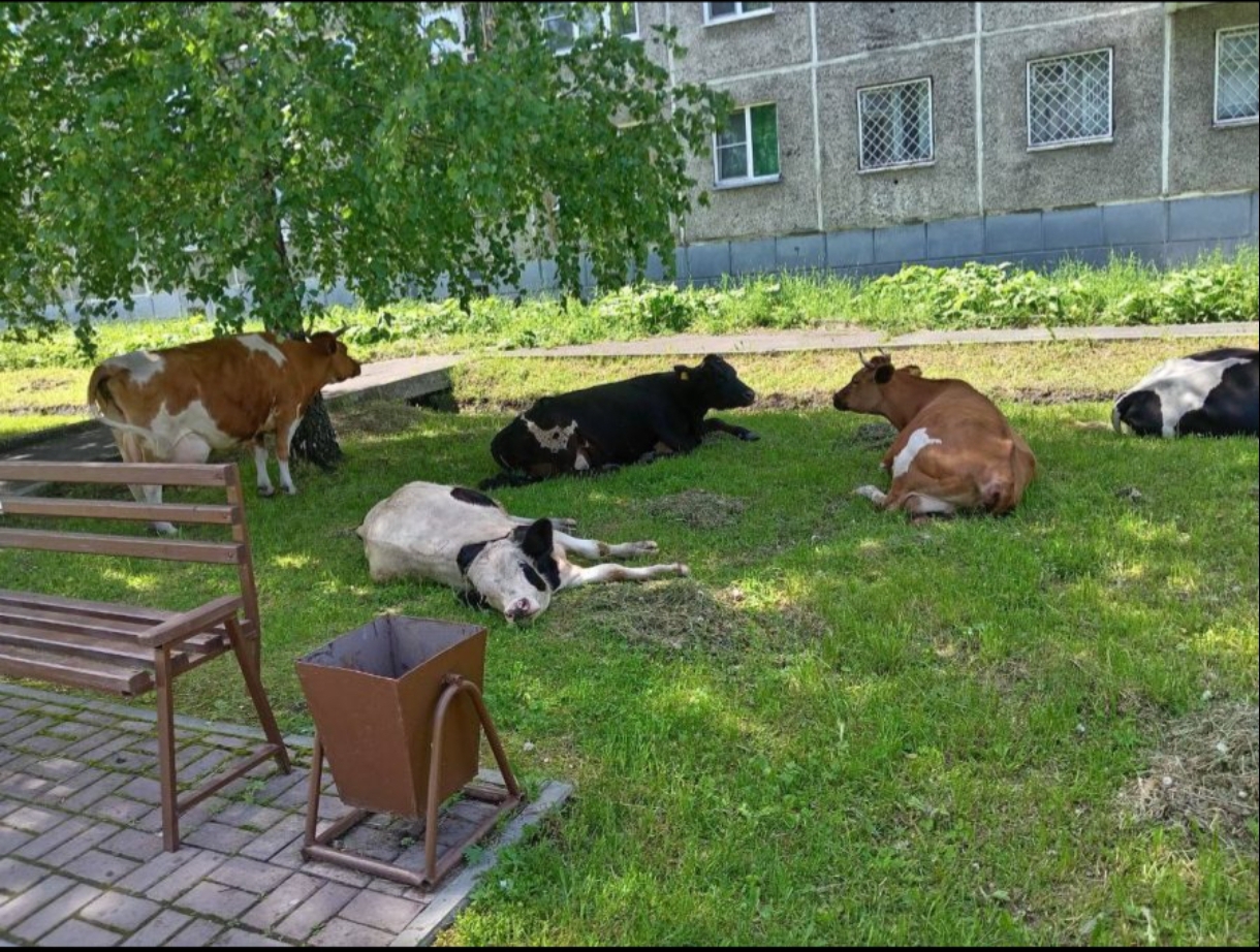 Тема отходов жизнедеятельности в законах Кузбасса не раскрыта