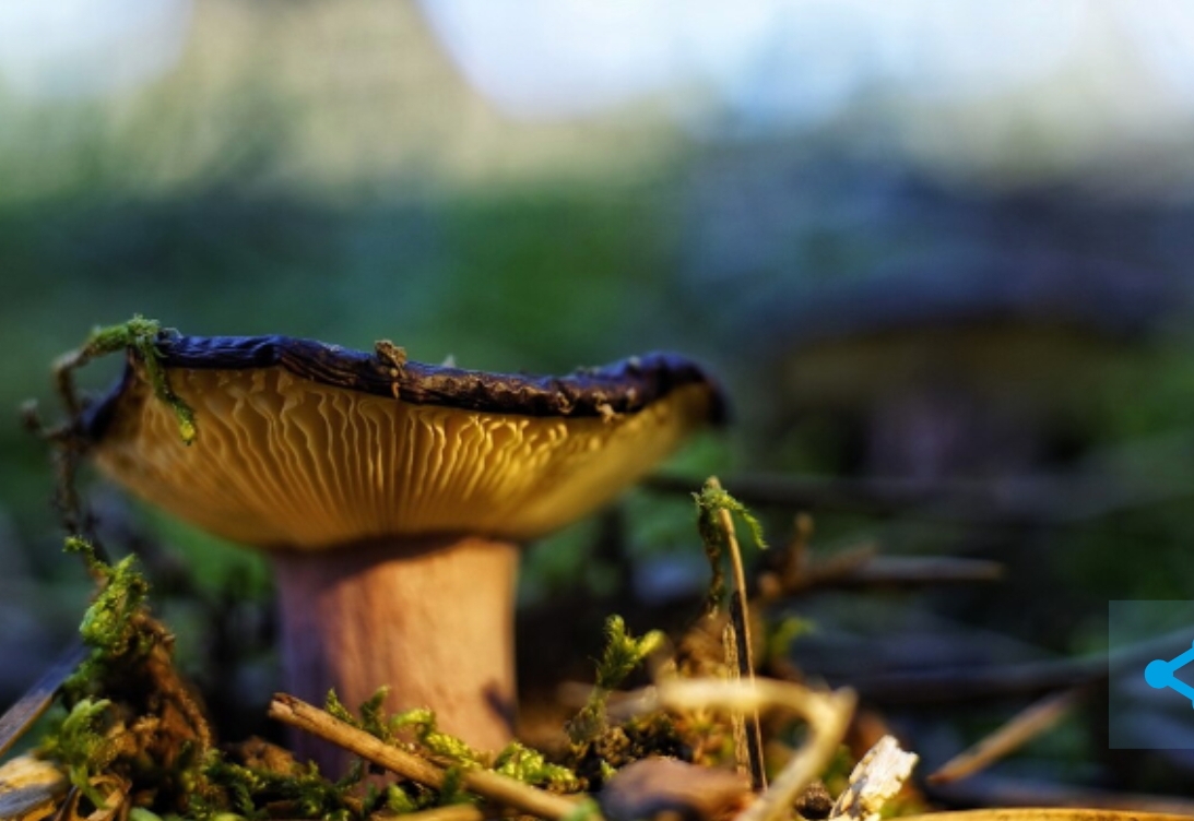 Нашёл и скушал: эксперт рассказал, какие грибы можно приготовить в лесу на 15 минут