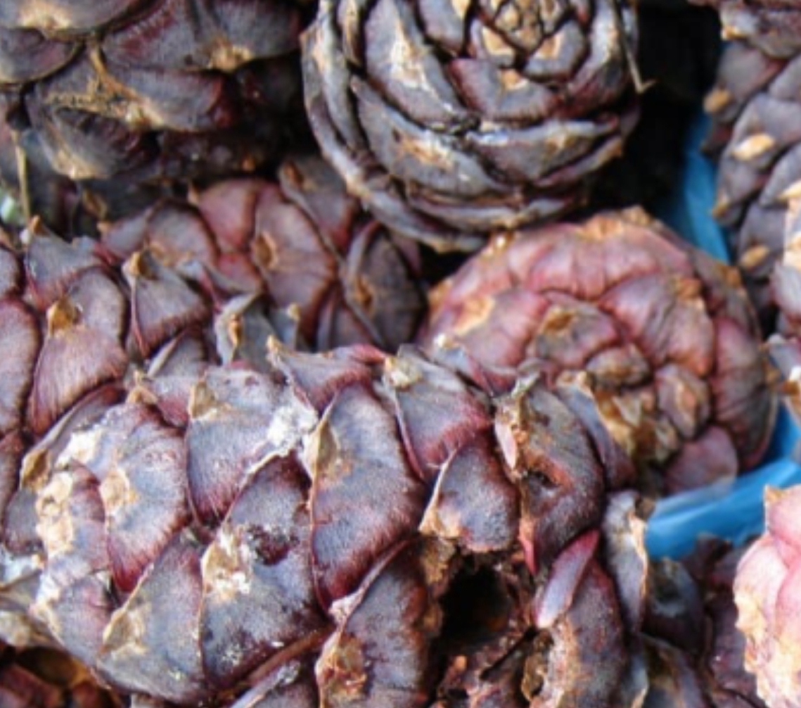 С 15 августа жителям Кузбасса разрешат собирать кедровый орех