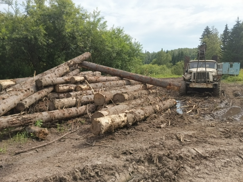 Житель Новокузнецка спилил 76 елей и пихт