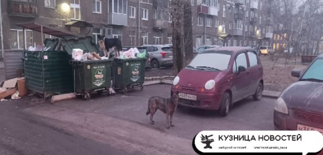 Кузбасская пенсионерка отсудила компенсацию за нападение бездомных собак