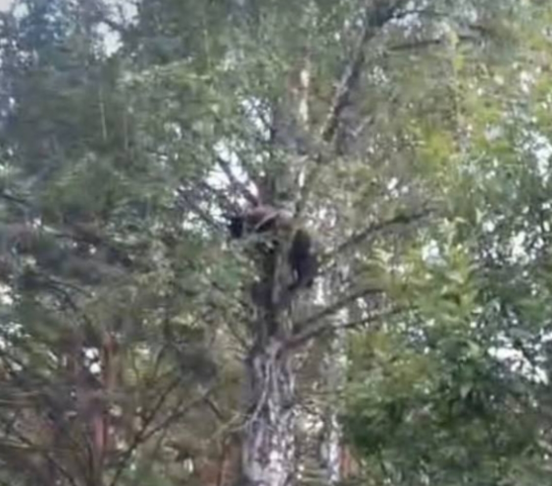 Стокилограммовая «белочка» залезла на дерево и напугала кузбассовцев