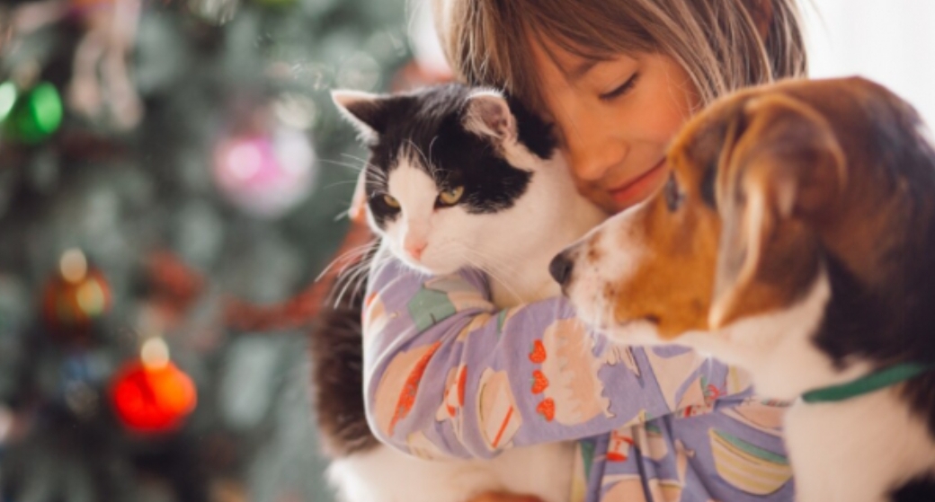 В Кузбассе утвердили порядок учета домашних животных