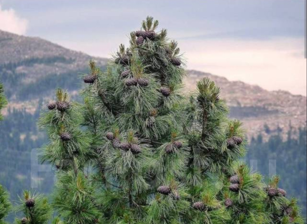 Во время похода в тайгу за шишками потерялся подросток
