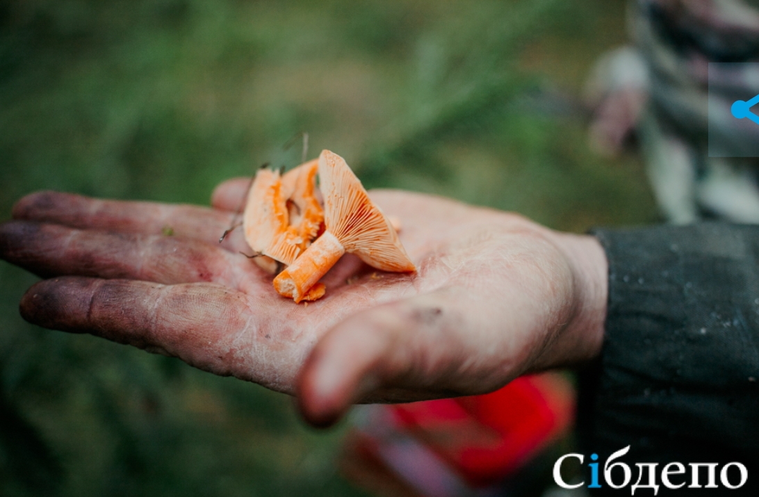 Губернатор Кузбасса взялся за пропажу 63 грибников