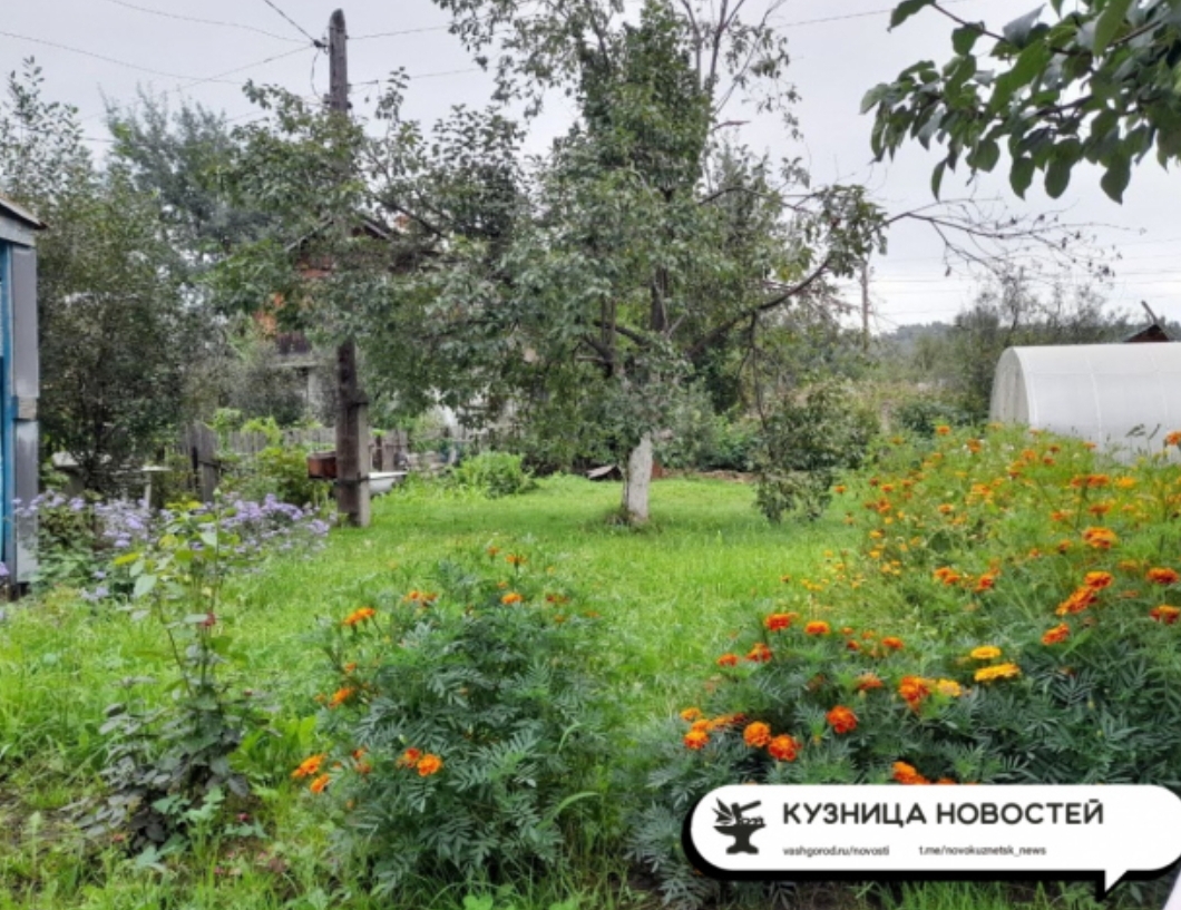 Отберут огород из-за сорняков? Как будет работать новая система изъятия дачных участков