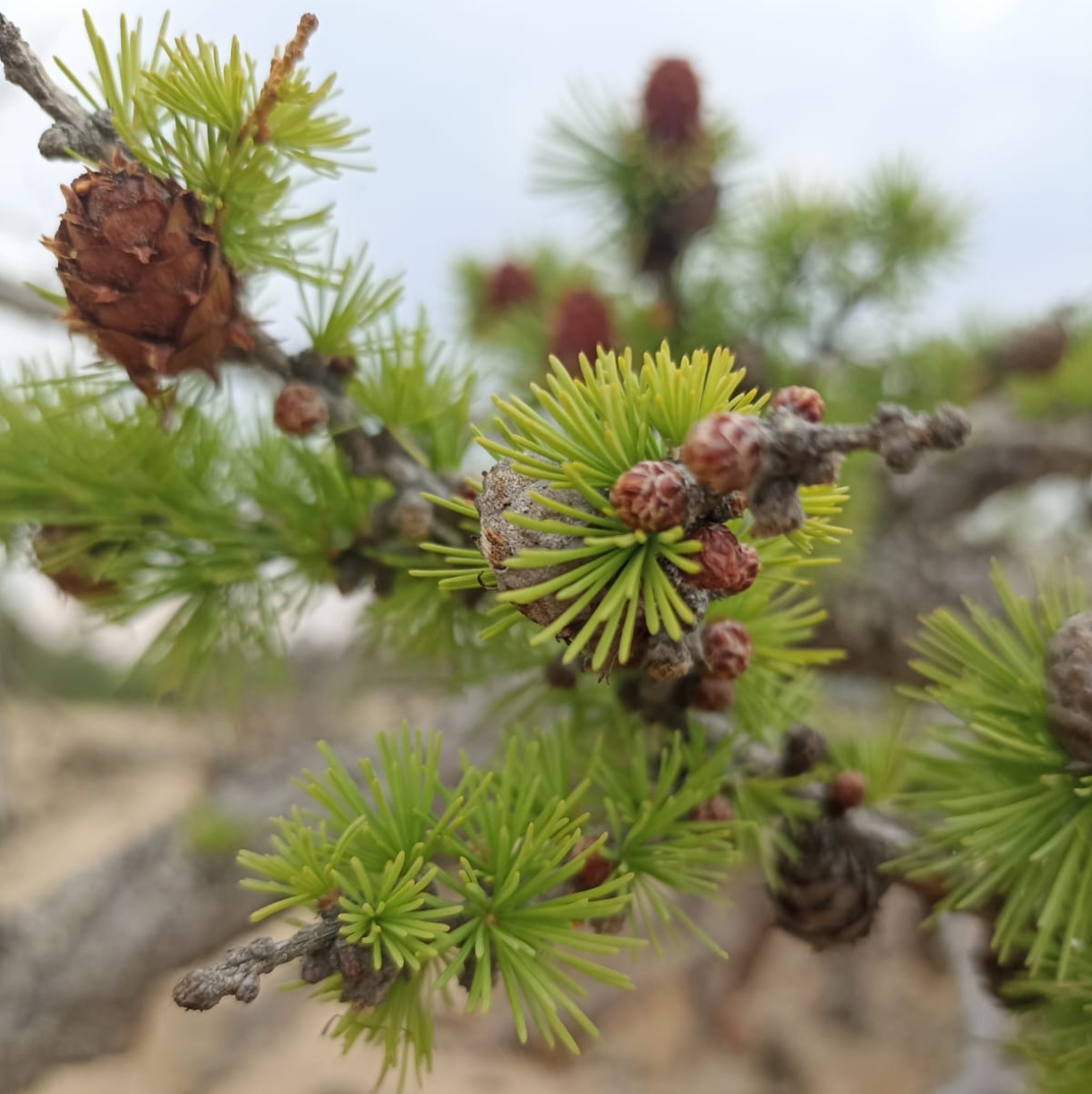 Мы живём в Сибири, или Энхэлукские закаты
