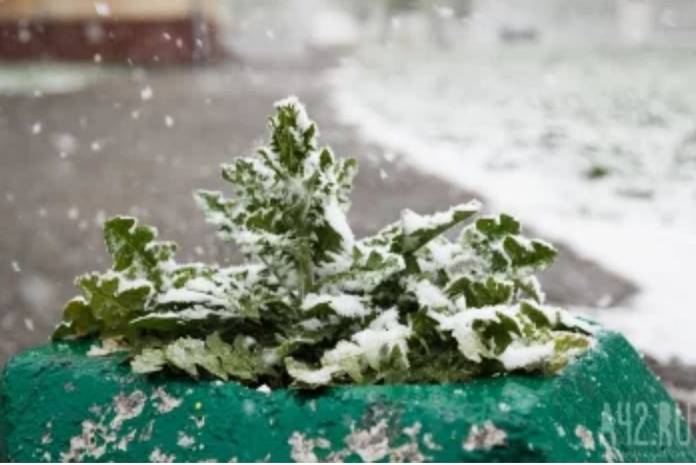 Синоптики: в Кузбассе на выходных ожидаются заморозки до -2