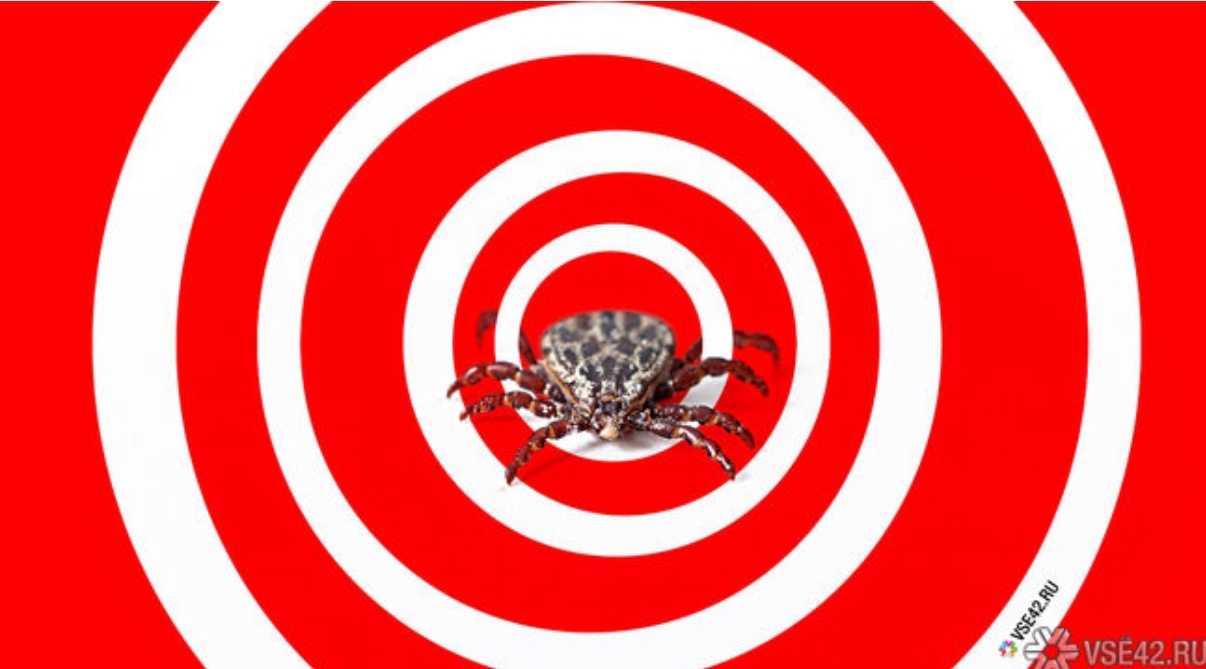 Риск остается высоким: свыше 100 кузбассовцев пострадали от укусов клещей за неделю