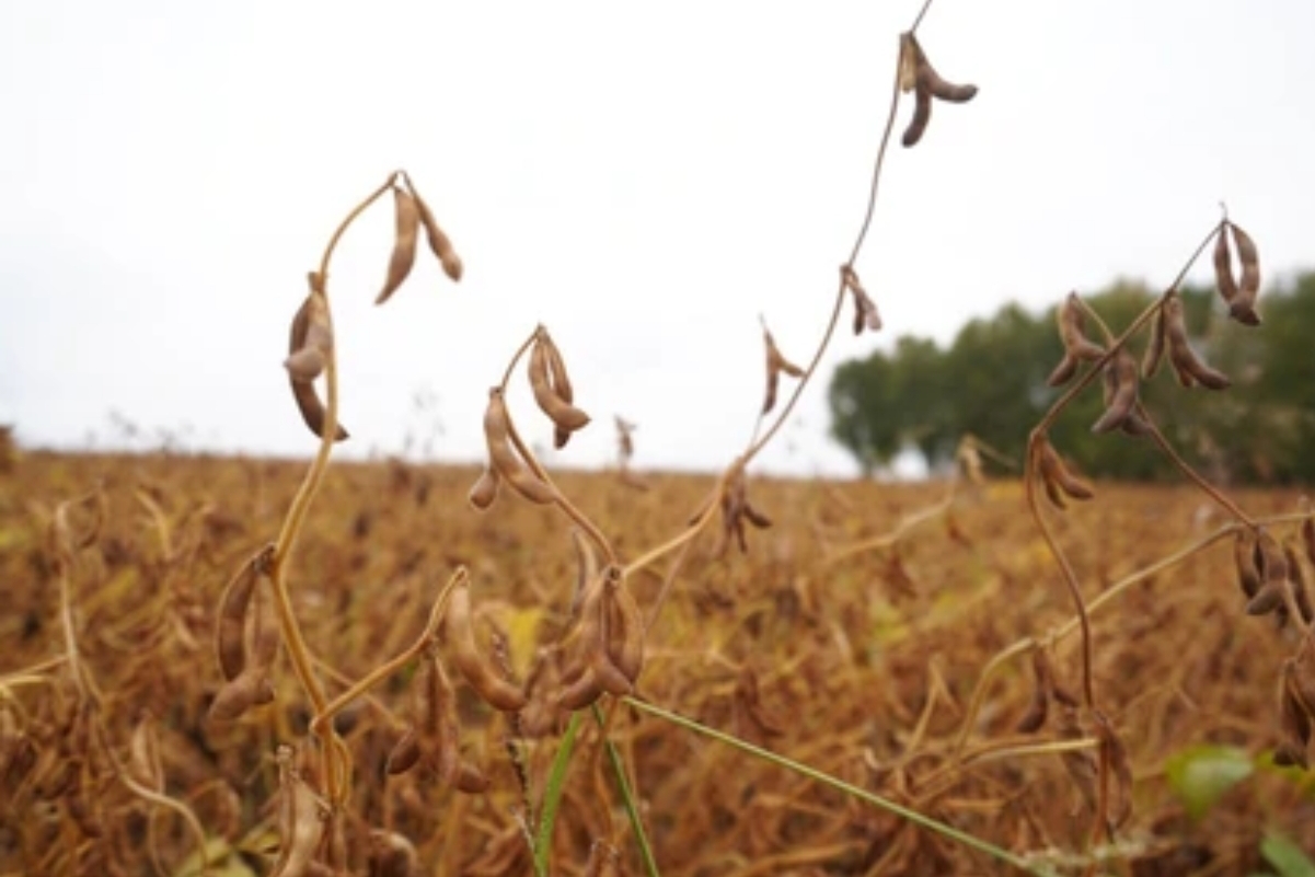 Кузбасские аграрии собрали рекордный урожай зерна